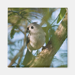 Tiny Guardian: Tufted Titmouse Magnet