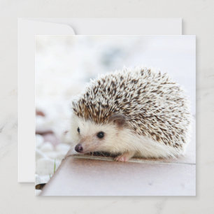 Tiny Igel