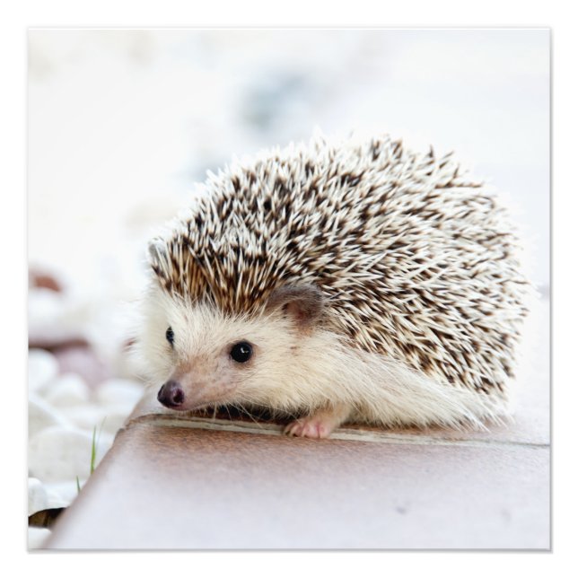Tiny Igel Fotodruck (Vorne)