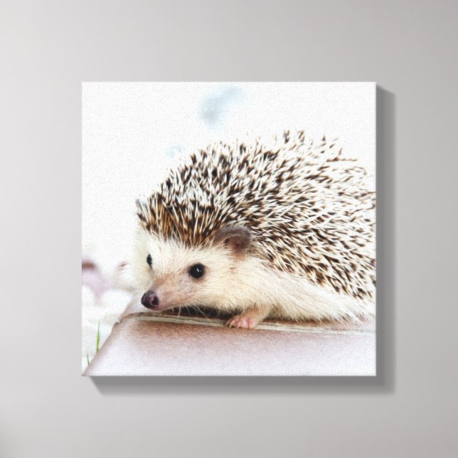 Tiny Igel Leinwanddruck (Vorderseite)