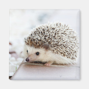 Tiny Igel Magnet