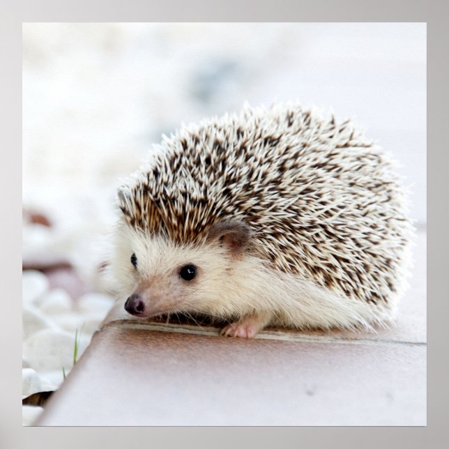Tiny Igel Poster (Vorne)