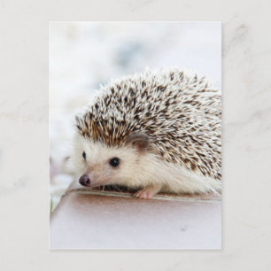 Tiny Igel Postkarte