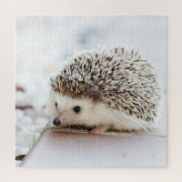 Tiny Igel
