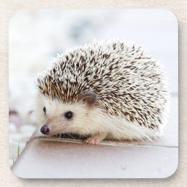 Tiny Igel Untersetzer (Vorderseite)