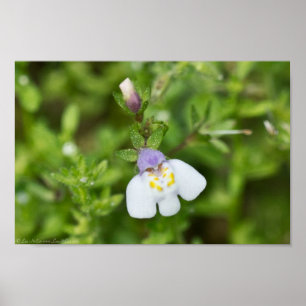 Tiny Japanese Mazus Wildblume Poster