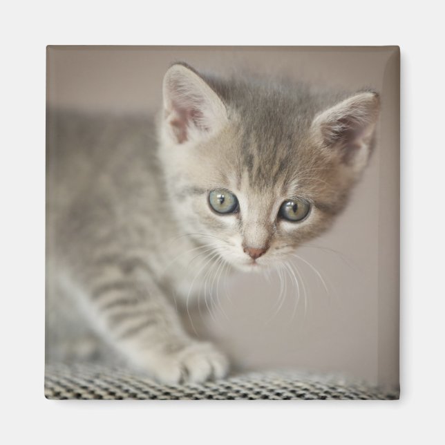 Tiny Kitten Magnet (Vorne)