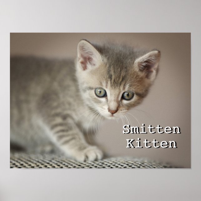Tiny Kitten Poster (Vorne)