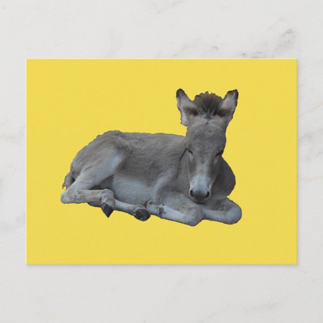 Tiny Little Gray Donkey Foal Postkarte (Vorderseite)