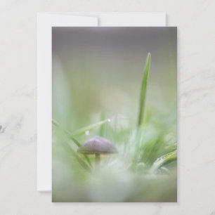 Tiny Mushroom Nature Foto Feiertagskarte