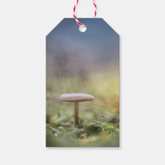 Tiny Mushroom Nature Foto Geschenkanhänger (Vorderseite)