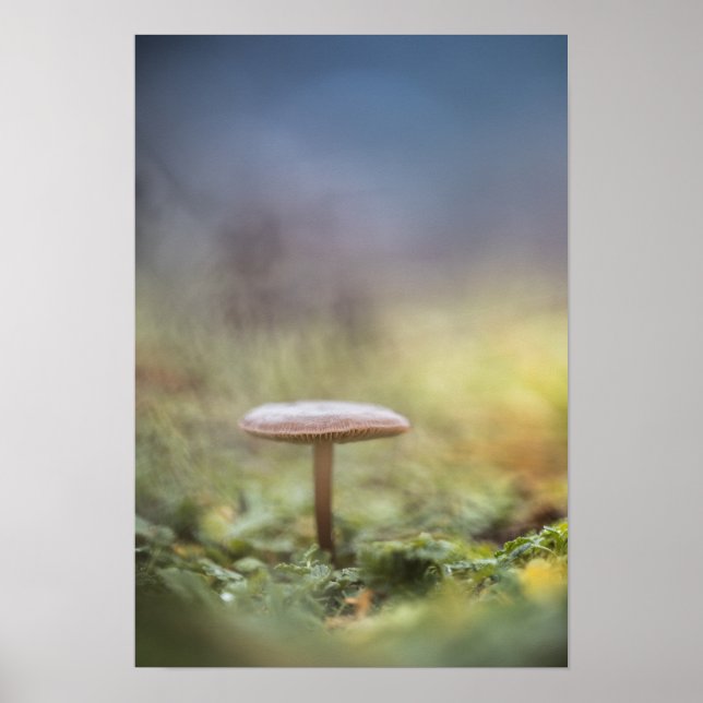 Tiny Mushroom Nature Foto Poster (Vorne)