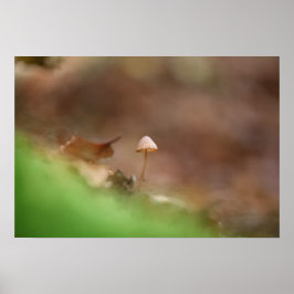Tiny Mushroom Nature Foto Poster