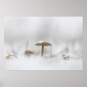 Tiny Mushroom Nature Foto Poster