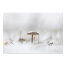 Tiny Mushroom Nature Foto Poster