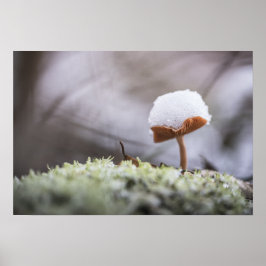 Tiny Mushroom Nature Foto Poster