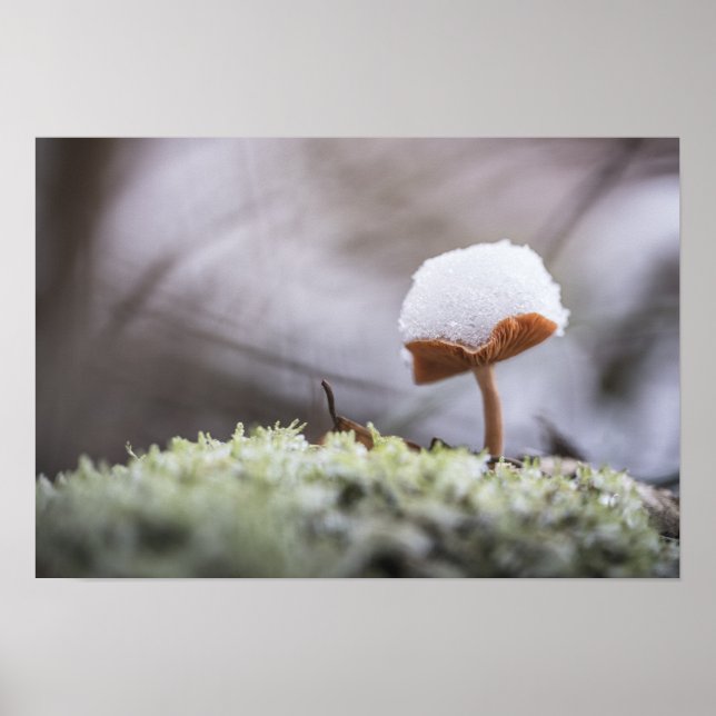 Tiny Mushroom Nature Foto Poster (Vorne)