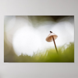 Tiny Mushroom Nature Foto Poster