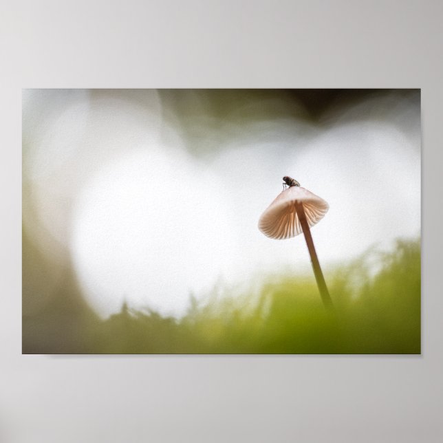 Tiny Mushroom Nature Foto Poster (Vorne)