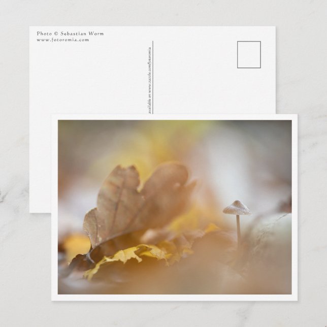 Tiny Mushroom Nature Foto Postkarte (Vorne/Hinten)