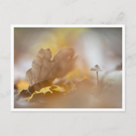 Tiny Mushroom Nature Foto Postkarte