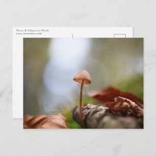 Tiny Mushroom Nature Foto Postkarte
