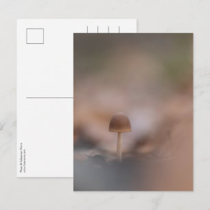 Tiny Mushroom Nature Foto Postkarte