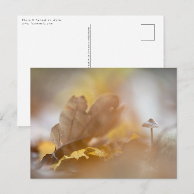 Tiny Mushroom Nature Fotografy Postkarte (Vorne/Hinten)