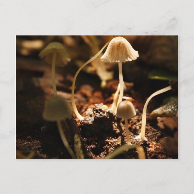 Tiny Mushrooms Postkarte (Vorderseite)