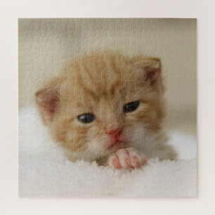 Tiny Orange Kitten Puzzle