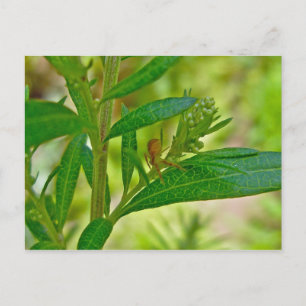 Tiny Orb Weaver Spider on Dogbane Postcard Postkarte