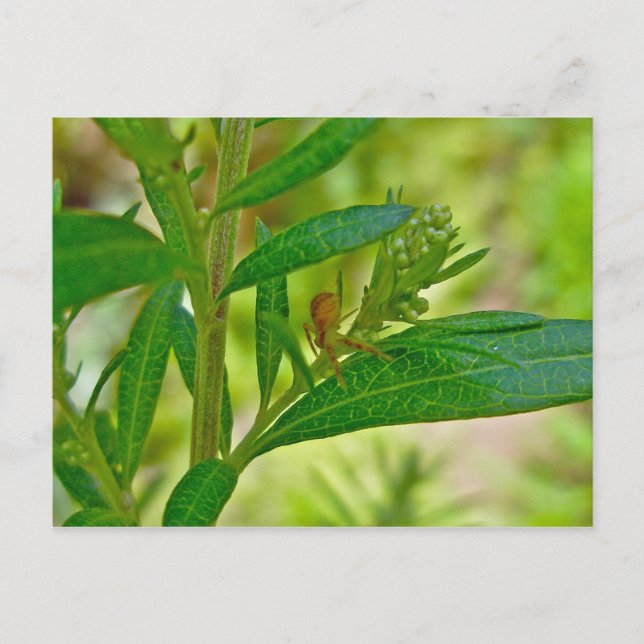 Tiny Orb Weaver Spider on Dogbane Postcard Postkarte (Vorderseite)