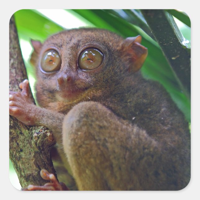 Tiny Philippine tarsier Quadratischer Aufkleber (Vorderseite)