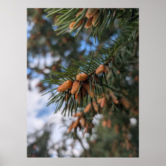 Tiny Pine Cones Poster
