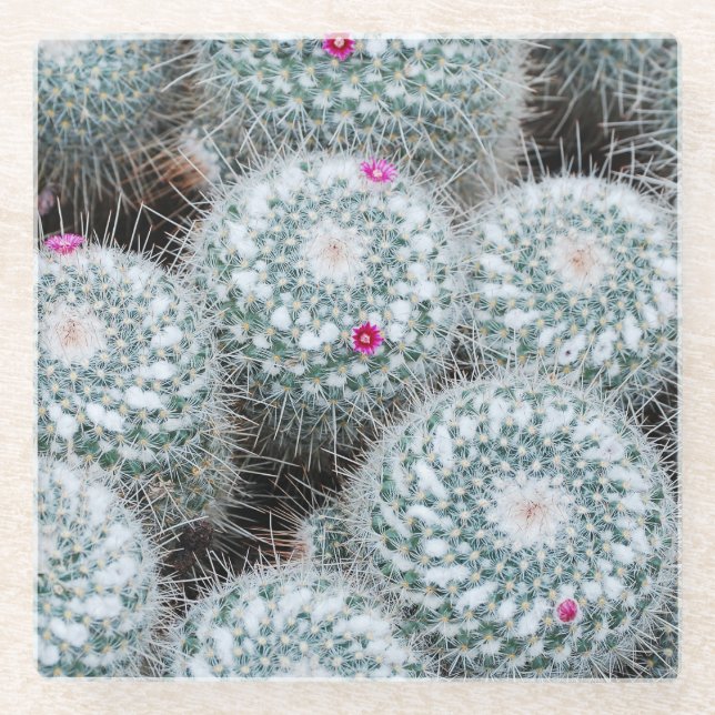 Tiny Pink Blume Cactus Pflanze Glasuntersetzer (Vorderseite)