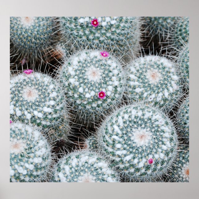 Tiny Pink Blume Cactus Pflanze Poster (Vorne)