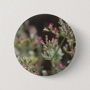 Tiny Pink Wildblumen Coachella Valley Wildlife Bu Button