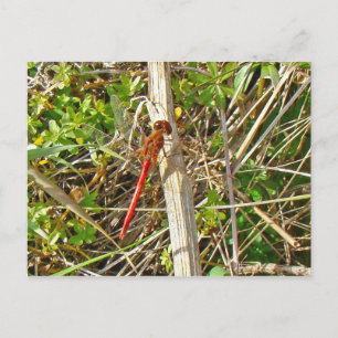 Tiny Red Dragonfly im November Postkarte