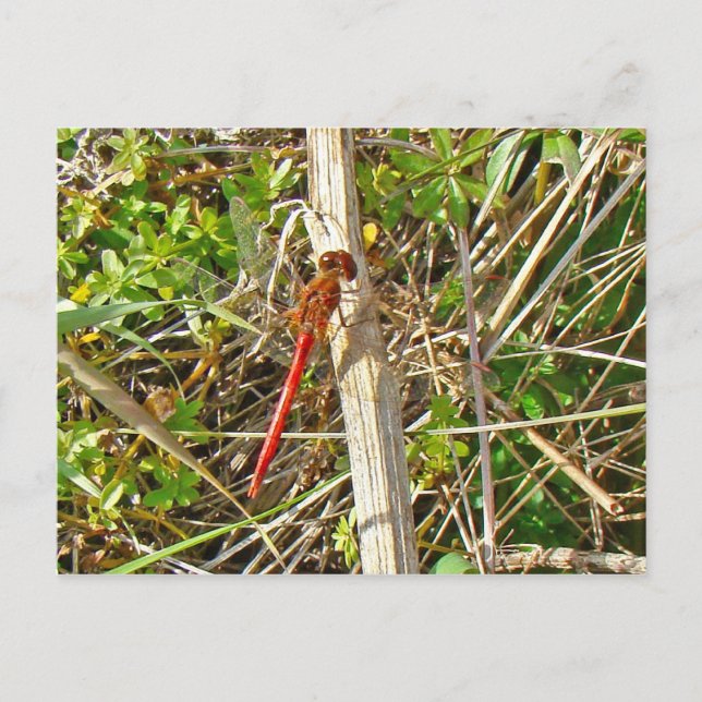 Tiny Red Dragonfly im November Postkarte (Vorderseite)