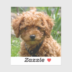 Tiny Red Toy Poodle Puppy Stickers Aufkleber