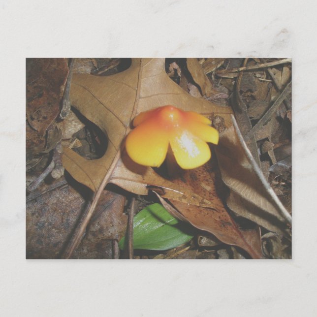 Tiny Red Yellow Mushroom Postcard Postkarte (Vorderseite)