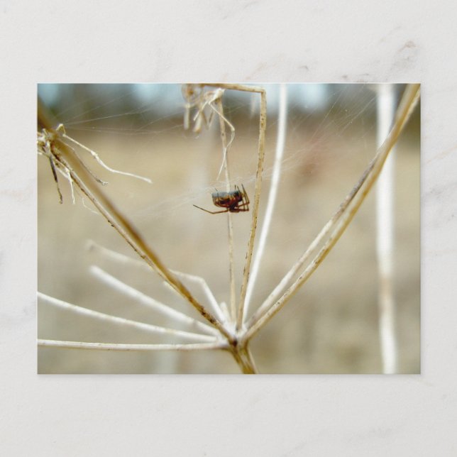 Tiny Spider on Dry Queen Anne's Lace Postcard Postkarte (Vorderseite)