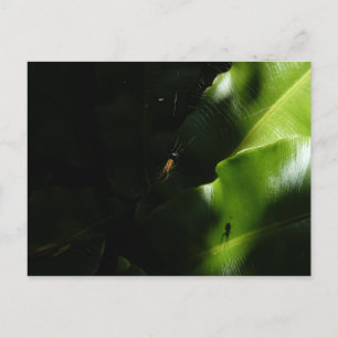 Tiny Spider Postcard Postkarte