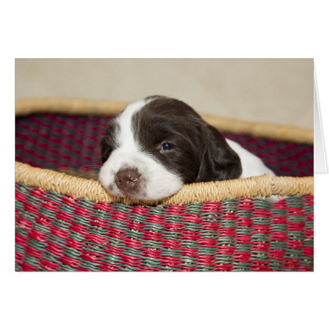 Tiny Springer Spanel Puppy Card (Vorderseite (Horizontal))
