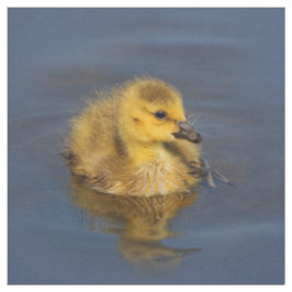 Tiny Swimmer: Kanadisches Gänsedchen Stoff