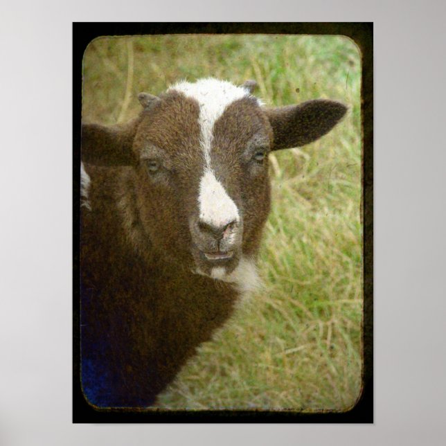 Tiny the Jacob Ewe Lamb Poster (Vorne)