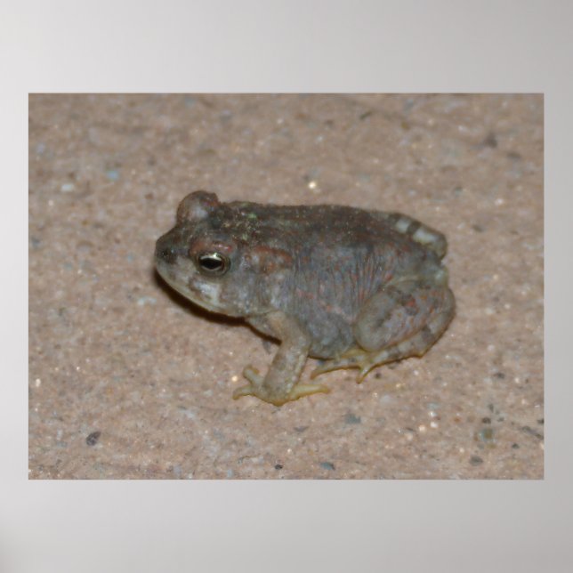 Tiny Toad Poster (Vorne)