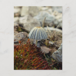 Tiny Toadstool Postkarte