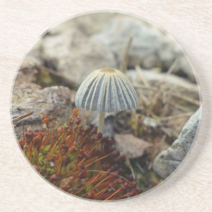 Tiny Toadstool Sandstein Untersetzer