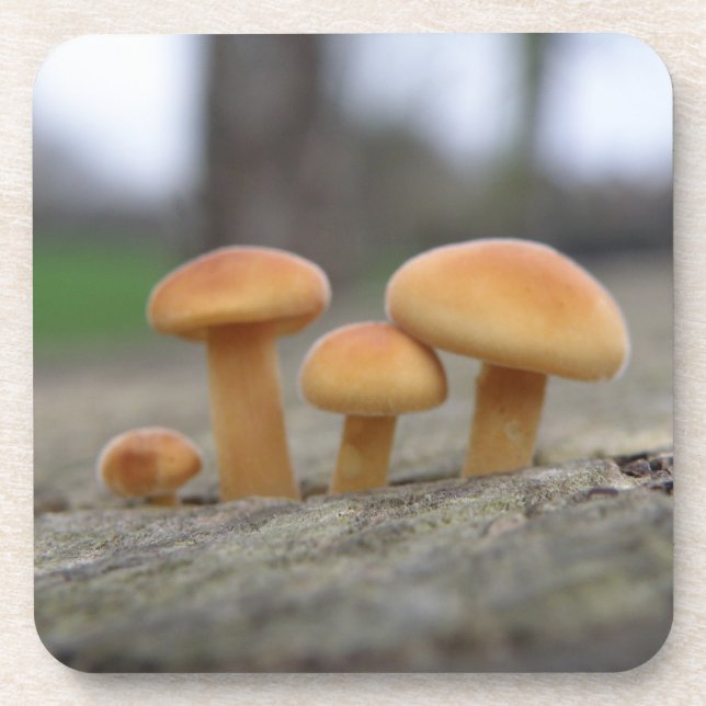 Tiny Toadstools Macro Cork Untersetzer (Vorderseite)